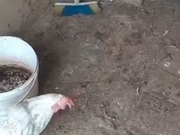 Chickens — fotografija 8