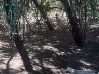 Chickens — Foto 3