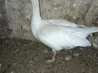 Geese — fotografija 3