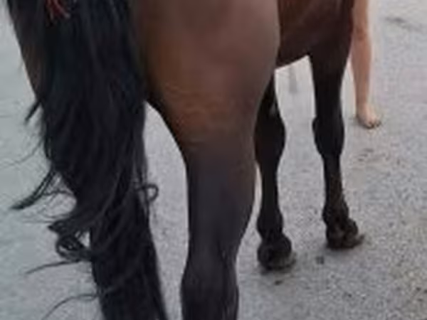 公马, Horses