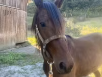 Pastuv, Rocky Mountain Horse — fotografija 2
