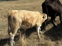 Touro, Vaca vermelha sem chifres — foto 2