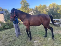 Pastuv, Standardbred — fotografija 2