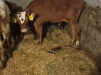 Bulle, Simmental cattle — Foto 6