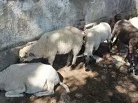 Qoç, Tsigai sheep — foto 1