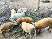 خنزير ذكر — الصورة 3