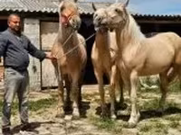 Kobyła, Konie — zdjęcie 6
