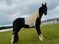 Horse (M), Tennessee Walking Horse — photo 7