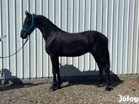 公马, Friesian — 照片 4