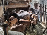 Sheep, Cameroon sheep — photo 2