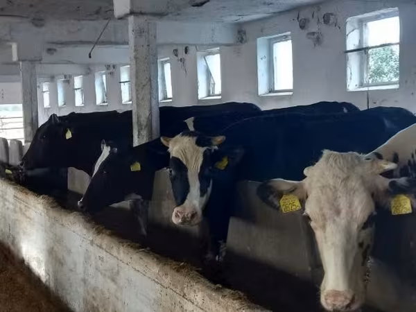 İnək, Russian Black pied cattle — Macarıstan