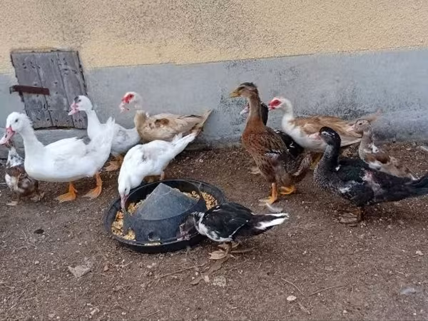 Ducks