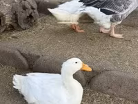 Ducks — 写真 1