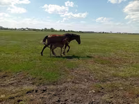 Kobila, Kinsky horse — fotografija 5