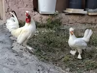 Chickens — fotografija 5