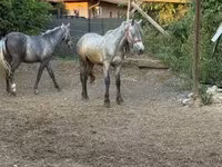 Caballo, Caballos — foto 1