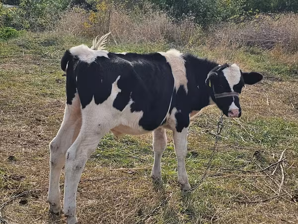雄牛, Russian Black pied cattle