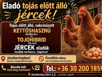 duńska kura — zdjęcie 3