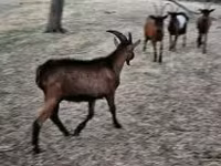 Keçi, Alpine goat — foto 2