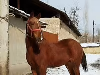 Horse (M), Karabair horse — photo 4