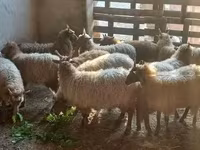 Brebis, Racka sheep — photo 3