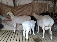 Ovan, Hissar sheep — fotografija 6