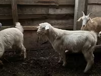 Теке, Ешкілер — 3-сурет