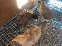 Chickens — fotografija 1