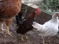 Chickens — fotografija 1