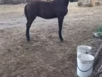 Cheval, Nonius horse — photo 8