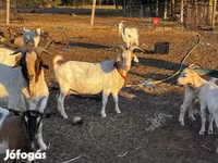母山羊, Goats — 照片 1