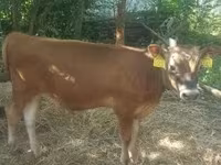 सांड, जर्सी नस्ल — फ़ोटो 3