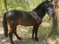 Koń, Indian half-bred — zdjęcie 2