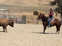 Pastuv, Quarter Horse — fotografija 5