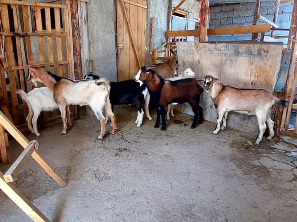 Koza, Kozy