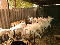 Koze (partija, pol nije naveden), Pomellata goat — fotografija 3