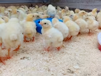 Chickens — zdjęcie 2