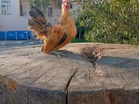 Serama — fotografija 2