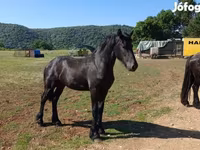 घोड़ा, Friesian — फ़ोटो 1