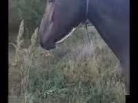Madyan, Nonius horse — foto 1