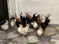 Chickens — photo 2