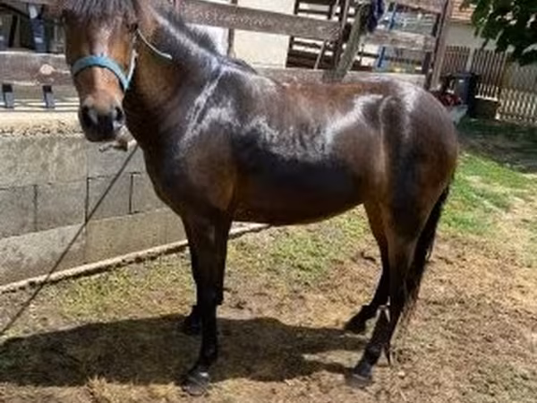 雌馬, 馬 — ハンガリー