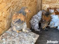 براهما — الصورة 2