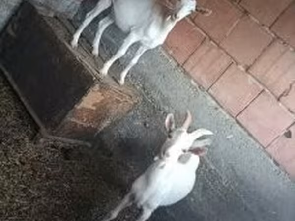 Kozioł, Kozy — Węgry