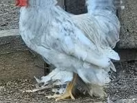 Chickens — zdjęcie 6