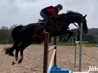 公马, Belgian warmblood horse — 照片 2