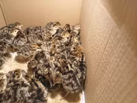 Turkeys — photo 3