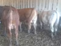 Toro, Ganado vacuno — foto 3