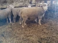Carnero, Ile-de-France sheep — foto 4