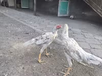 Shamo chickens — photo 2